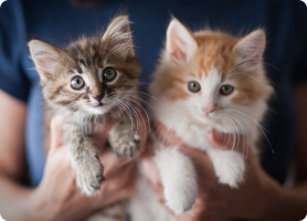 Nba Odds And Prediction